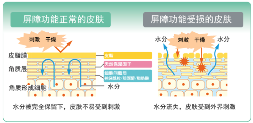 干、癢、紅、腫？別慌涂護膚品，先看看皮膚屏